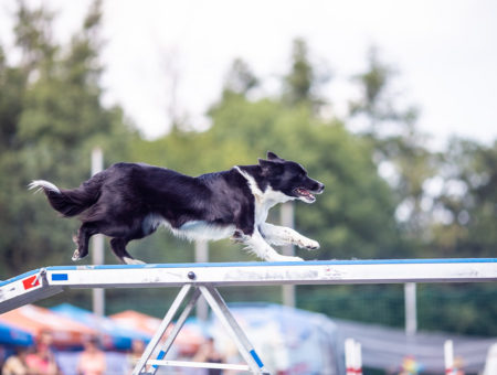 MČR v agility: Mé poprvé