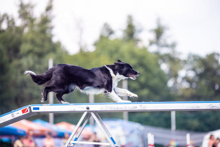 Mistrovství České republiky v agility 2019