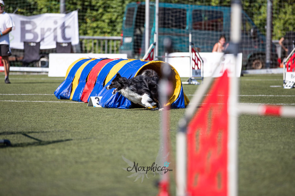 Mistrovství České republiky v agility 2019