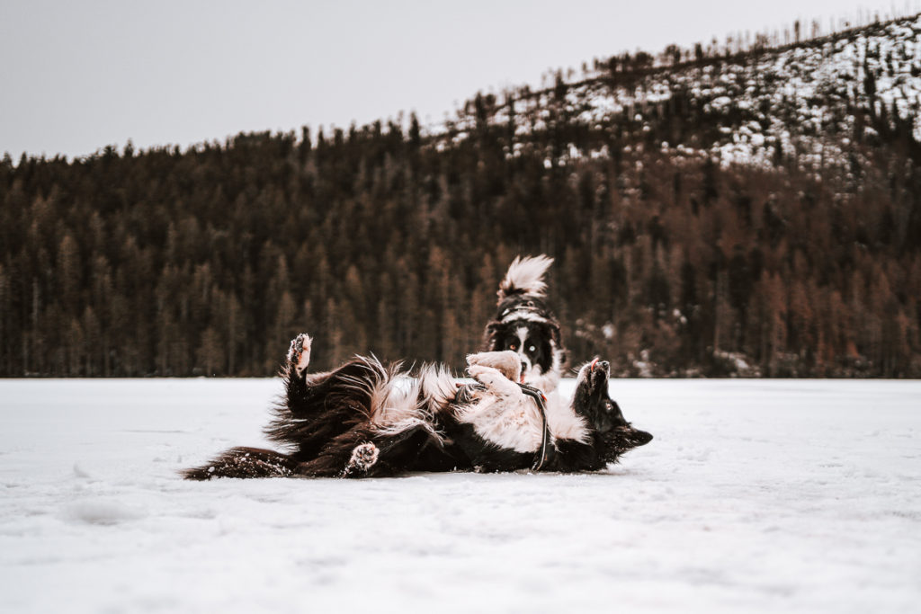 Výlety na Šumavě 3 Šumava se psem - Černé a Čertovo jezero