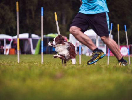 Agility závody z pohledu organizátora