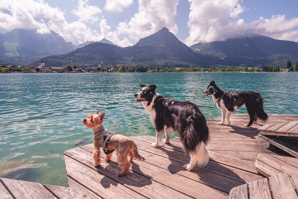 Jezero Wolfgangsee - Solná komora - Stezka podél jezera - Geopark - Rakousko se psem - Výlet - Greenmind.cz - Cestování se psem