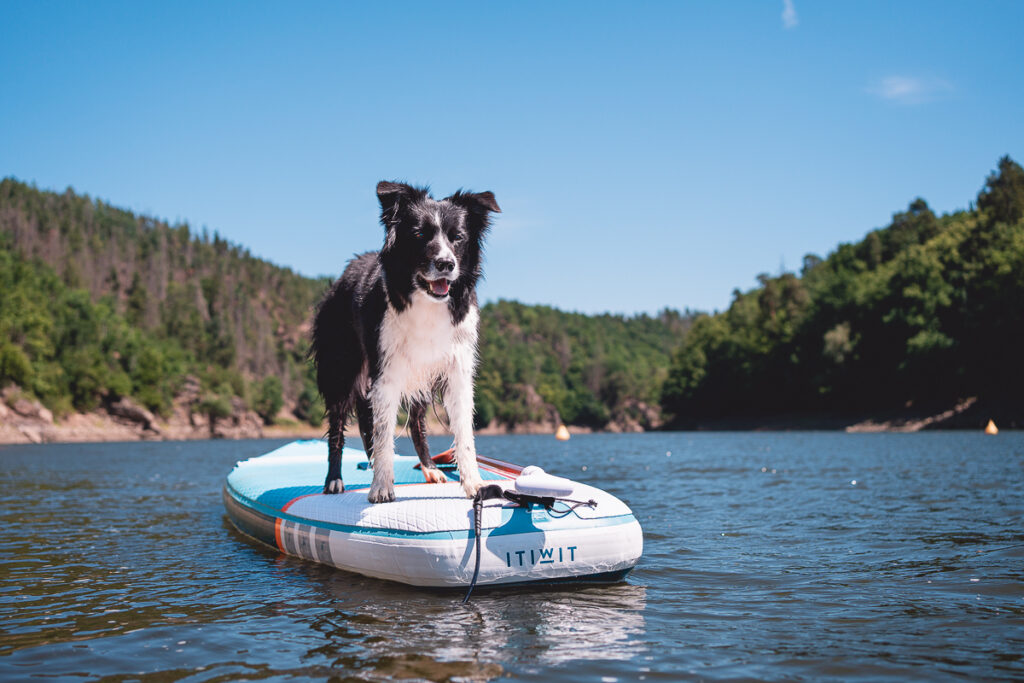 Se psem na paddleboardu - Greenmind.cz - Cestování se psem