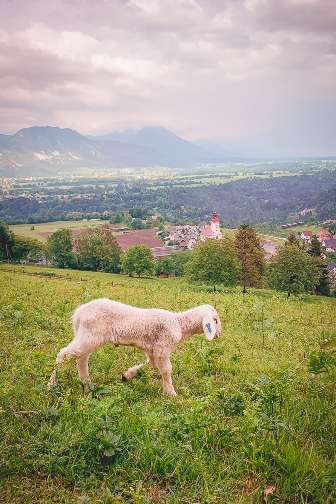 Nejznámější slovinská soutěska Vintgar - Triglavský národní park - Bled - Greenmind.cz - Cestování se psem