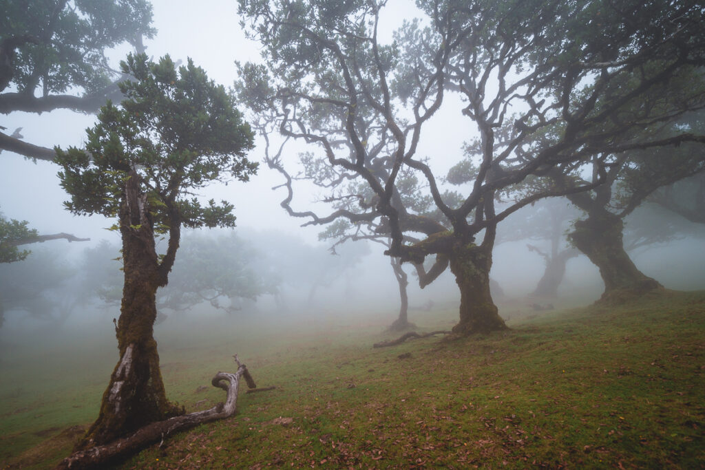 Madeira - Nejrozsáhlejší vavřínový prales na světě - Fanal - Portugalsko - Výlet - Greenmind.cz - Cestování se psem