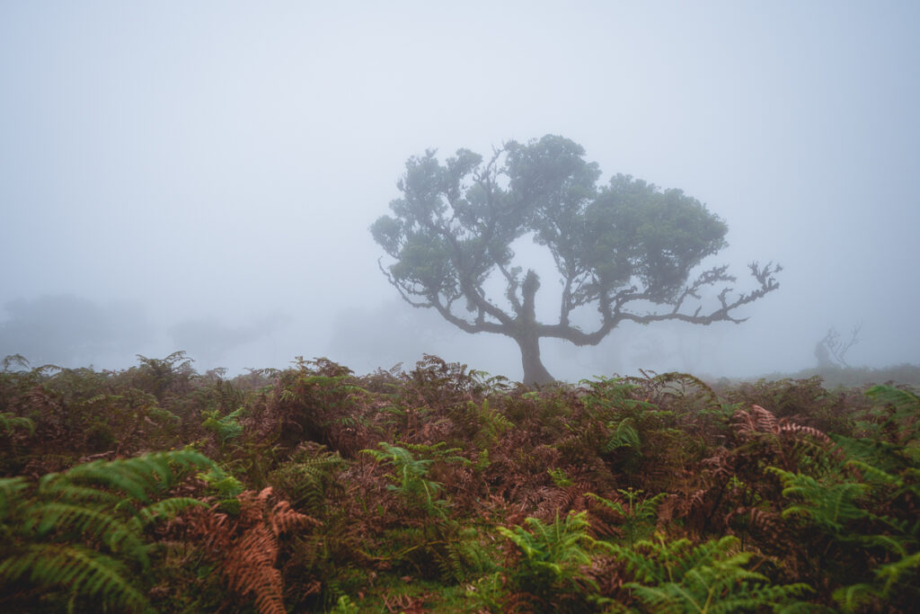 Madeira - Nejrozsáhlejší vavřínový prales na světě - Fanal - Portugalsko - Výlet - Greenmind.cz - Cestování se psem