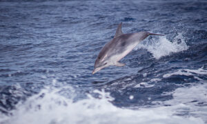 Madeira – pozorování delfínů
