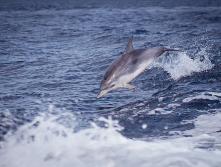 Madeira – pozorování delfínů