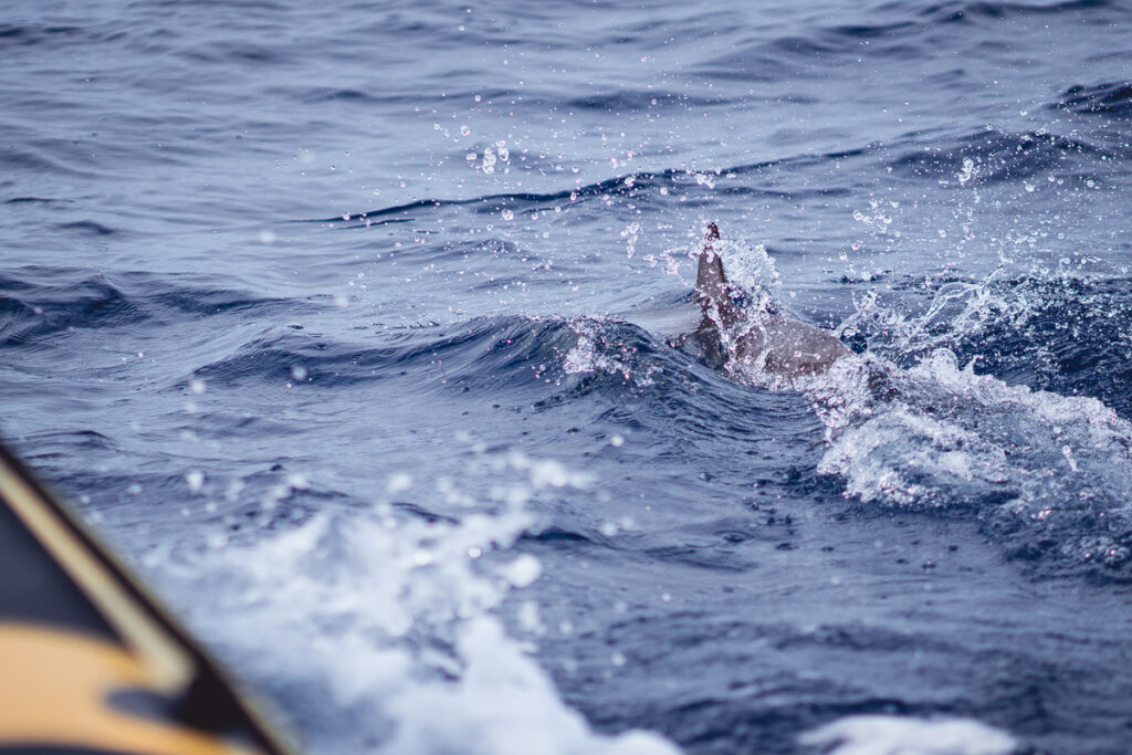 Madeira - Pozorování delfínů ze člunu - Výlet - Portugalsko - Greenmind.cz - Cestování se psem